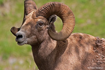 Yellowstone National Park Big Horn Ram